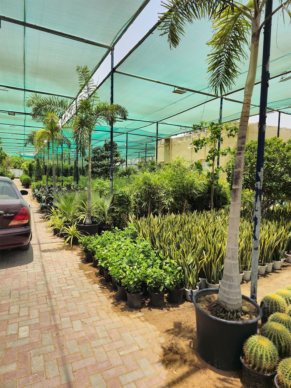 Outdoor Plants