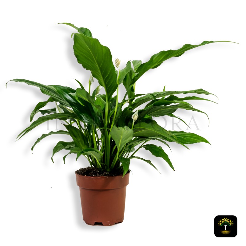 Spathiphyllum Wallisii