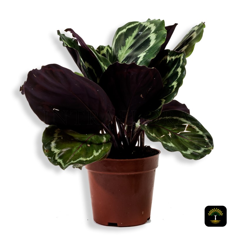 Calathea Roseopicta