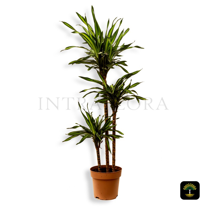 Dracaena Fragrans Riki