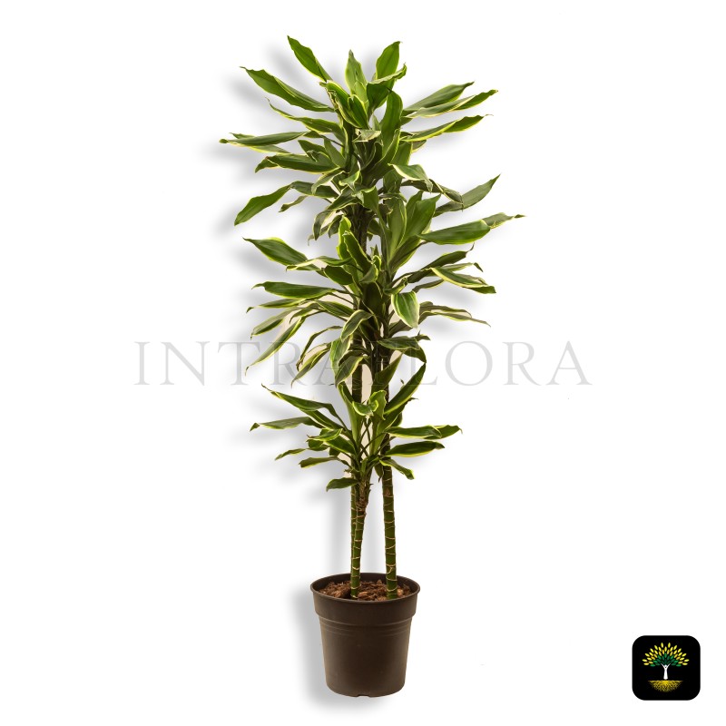 Dracaena Fragrans