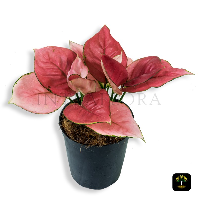 Aglaonema Red