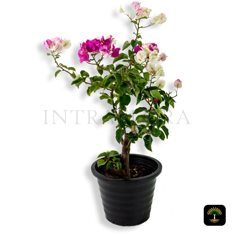 Bougainvillea Spectabilis 'Coco Ice'