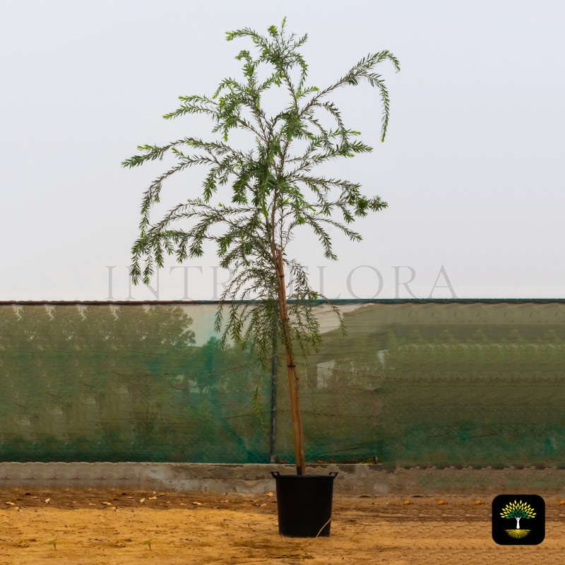 Callistemon Viminalis (Bottle Brush)