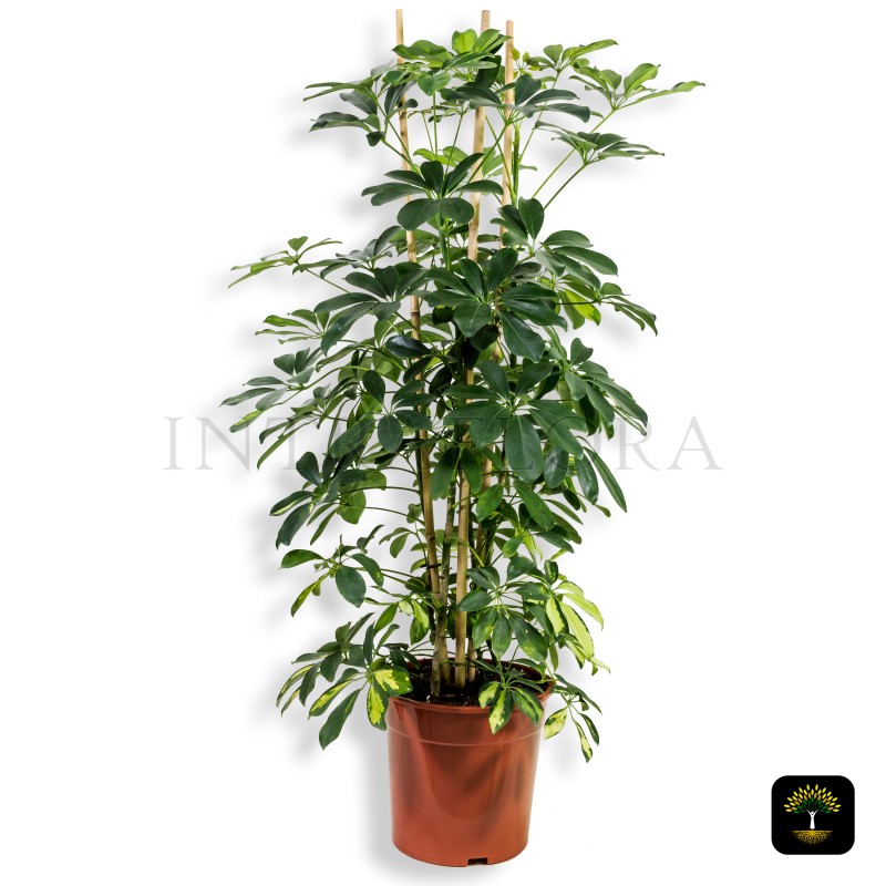 Schefflera Plant