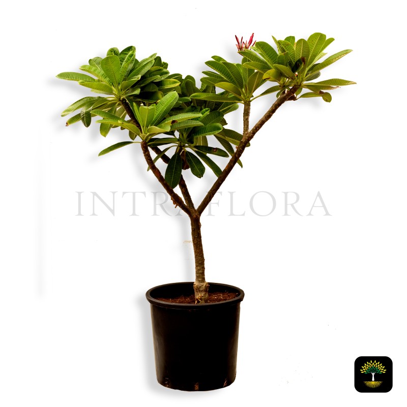 Plumeria Obtusa Dwarf Pink