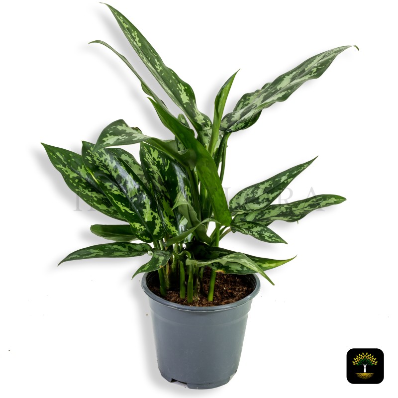 Aglaonema