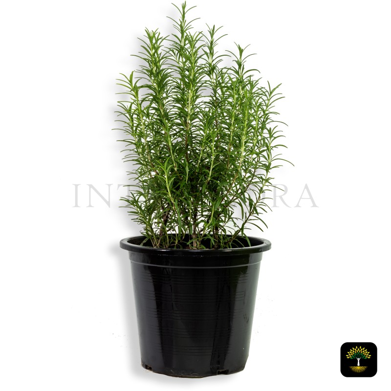 Rosemary 'Rosmarinus Officinalis'