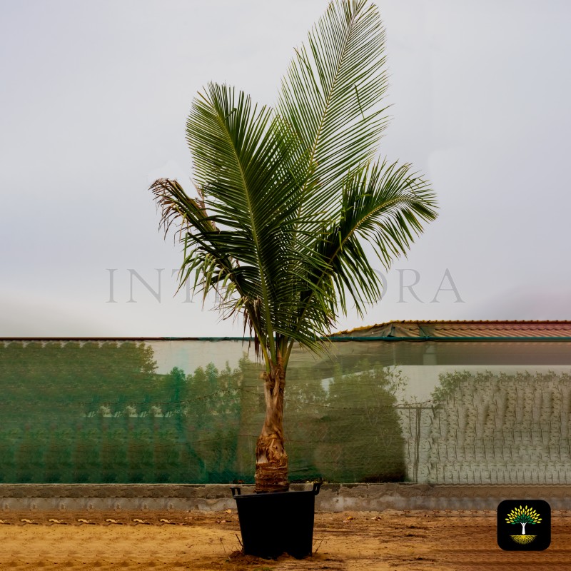 Cocos Nucifera (Coconut Palm)