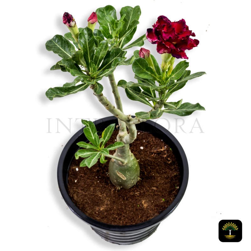 Adenium Obesum Red 'Desert Rose'