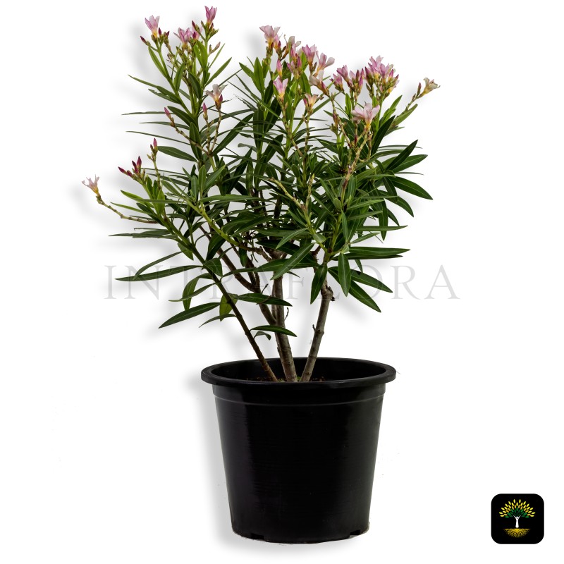 Nerium Oleander 'Petite Pink'