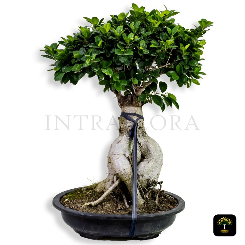 Ficus Ginseng Bonsai (Old Stem)