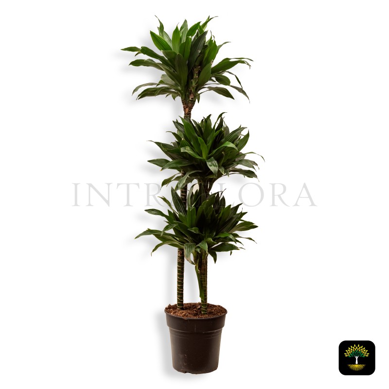 Dracaena Fragrans Compacta