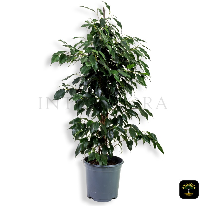 Ficus Benjamina