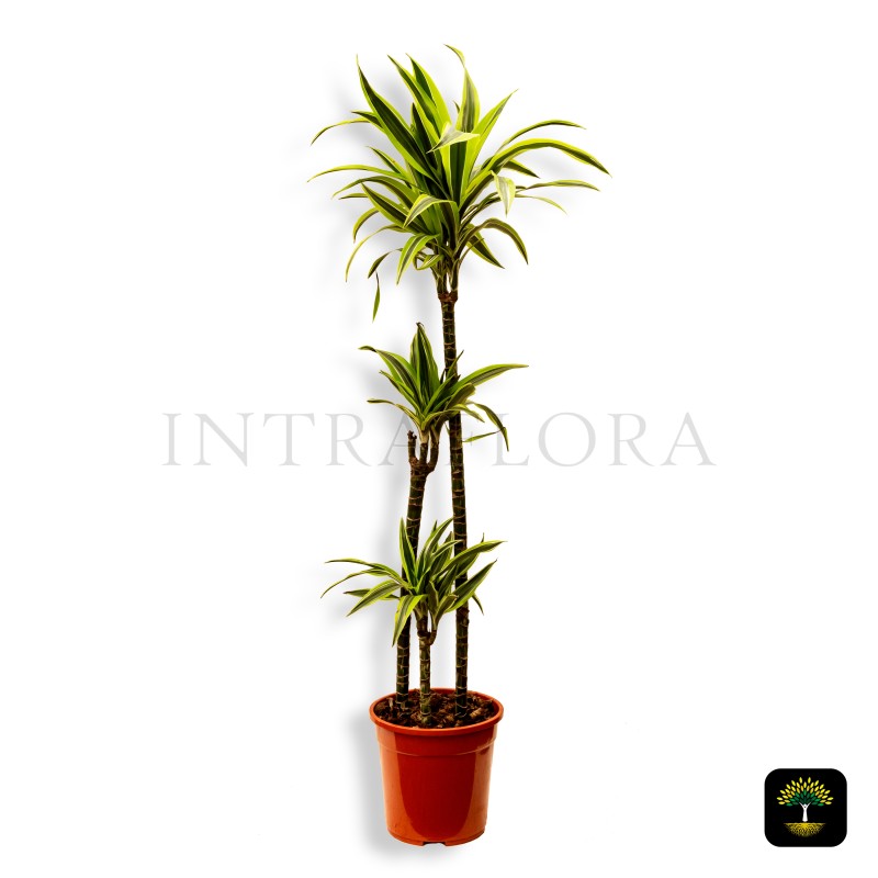 Dracaena Deremensis “Warneckii”