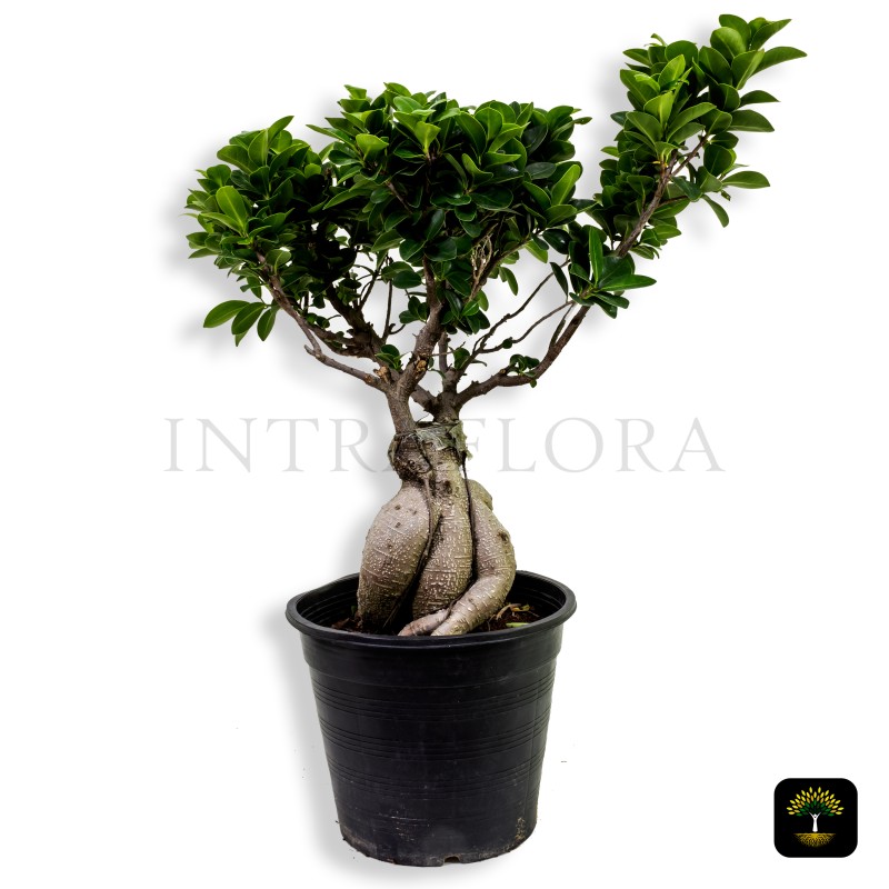 Ficus Ginseng Bonsai Small