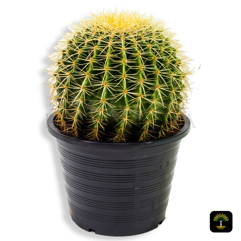 Echinocactus Grusonii 'Golden Barrel Cactus'