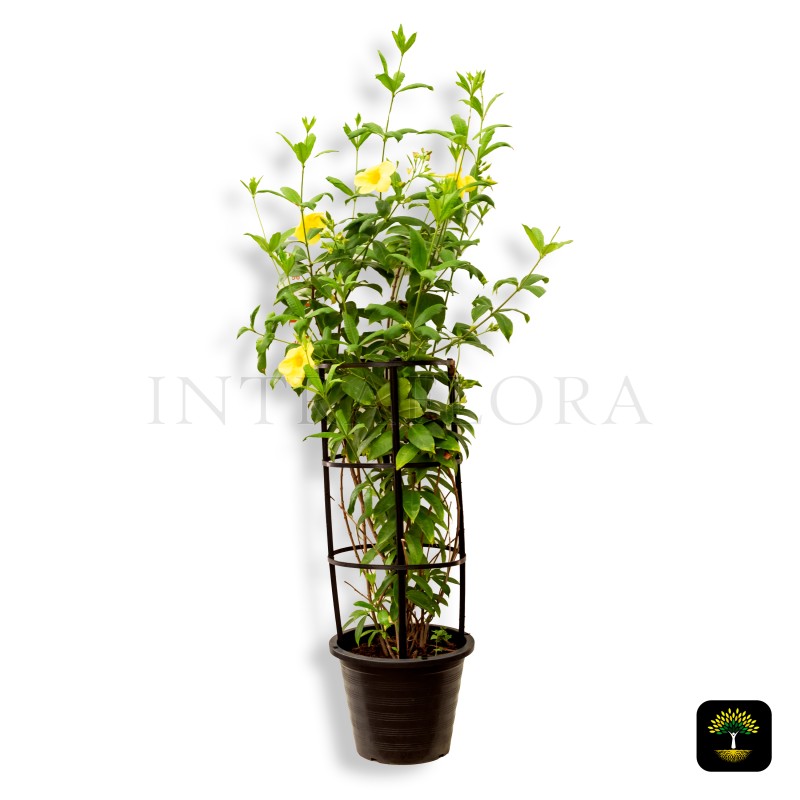 Mandevilla Splendens Yellow