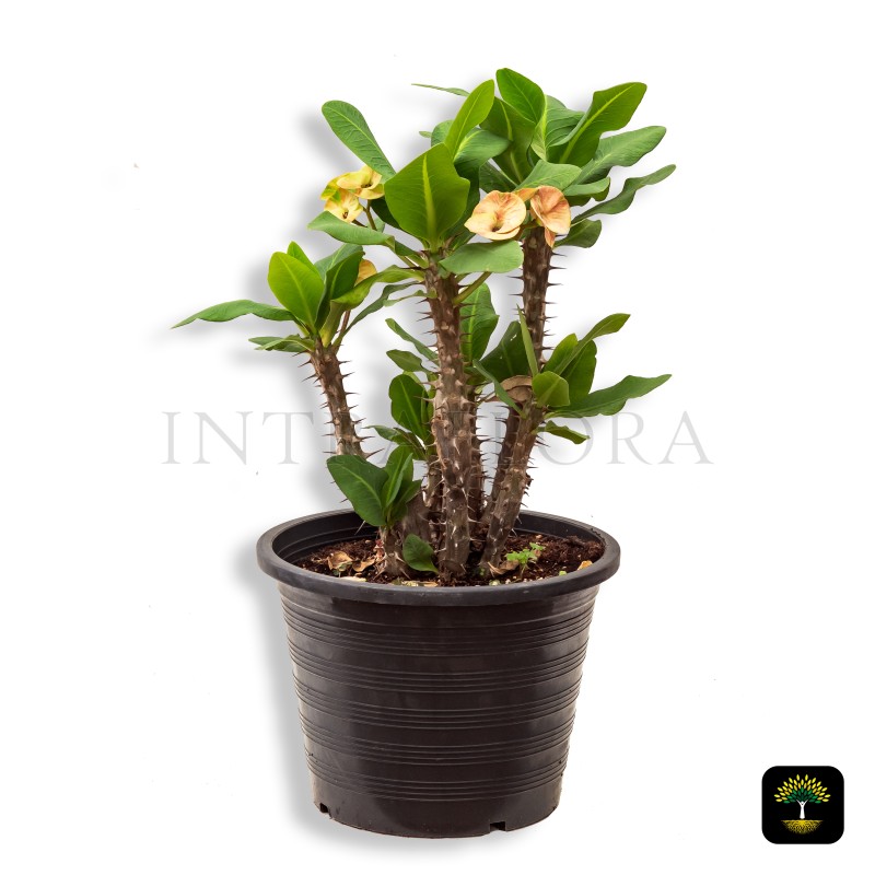 Euphorbia Milii Yellow Small