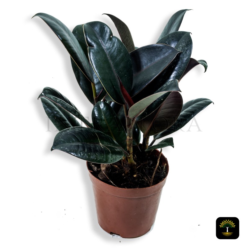 Ficus Elastica (Black Knight)