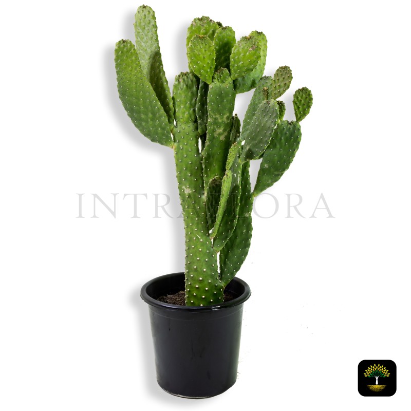 Opuntia Consolea