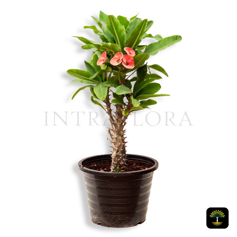 Euphorbia Milii Pink