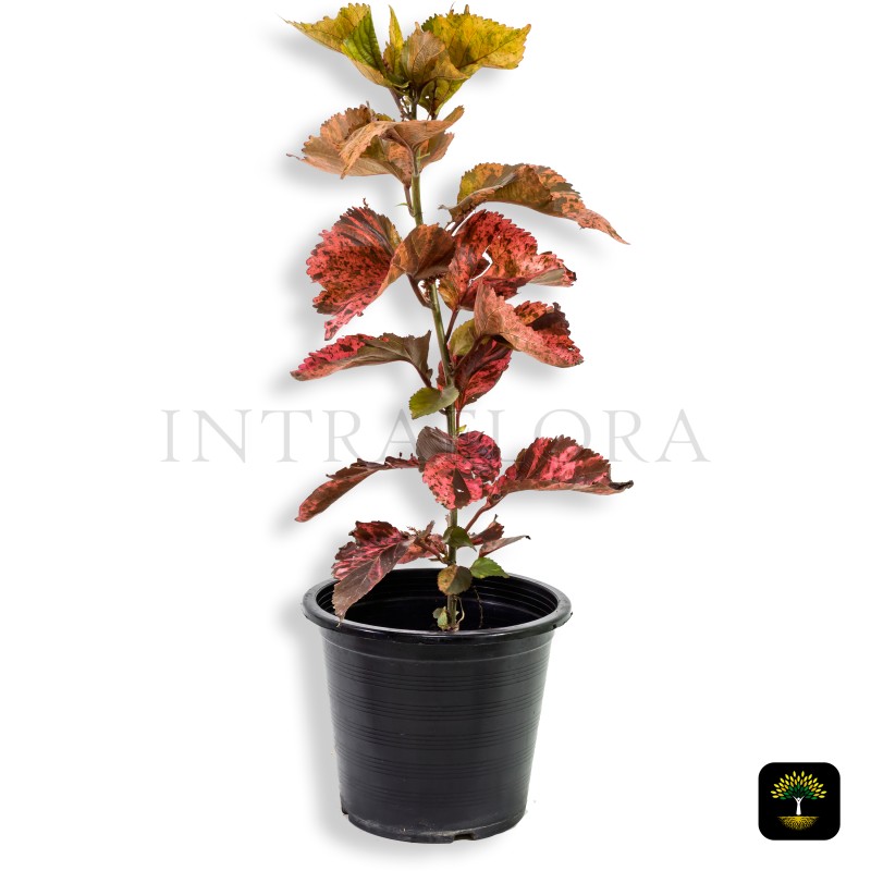 Acalypha Wilkesiana 'Tri Color'