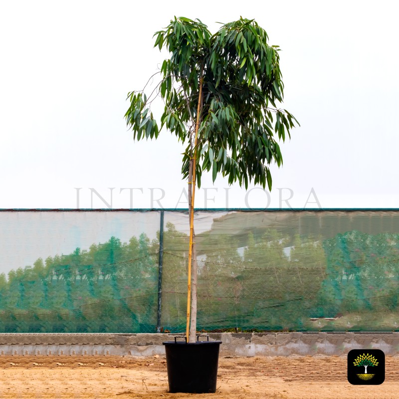 Ficus Amstel Queen (Ficus Benjamina "Amstel Queen")