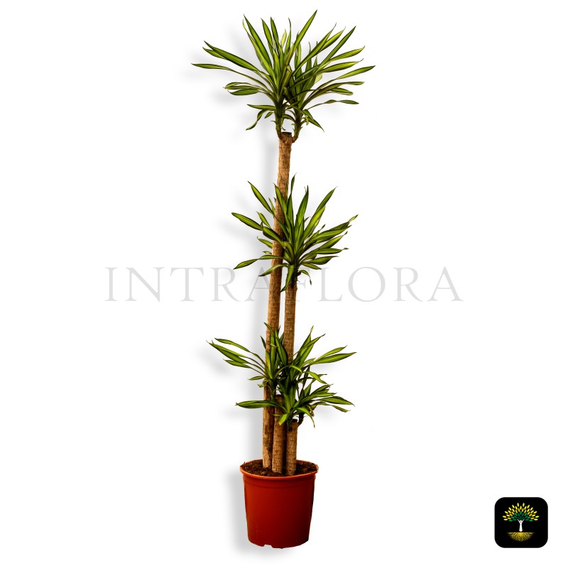 Dracaena Lemon Lime Large