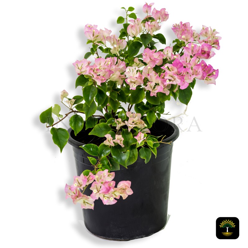 Bougainvillea Spectabilis 'Coco Ice' Small