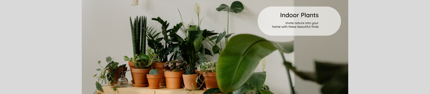 Intraflora Nursery LLC promo