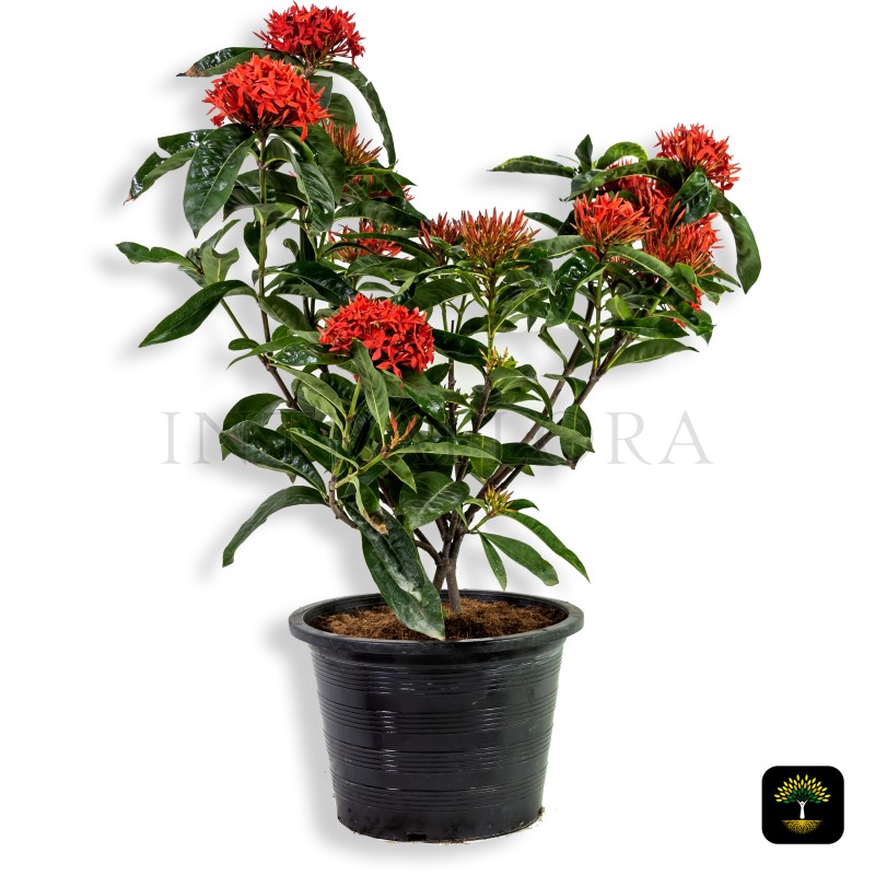 Ixora Coccinea (Red)