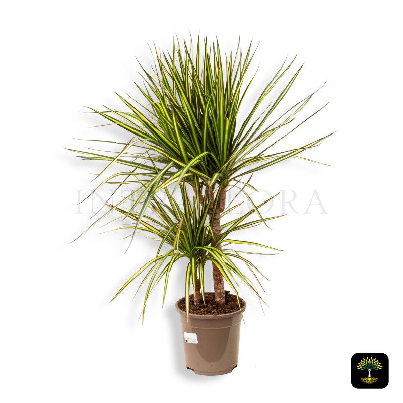 Dracaena Marginata