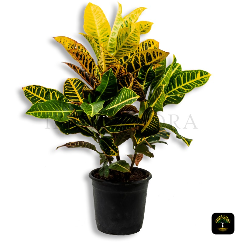 Croton (Codiaeum Variegatum Petra)