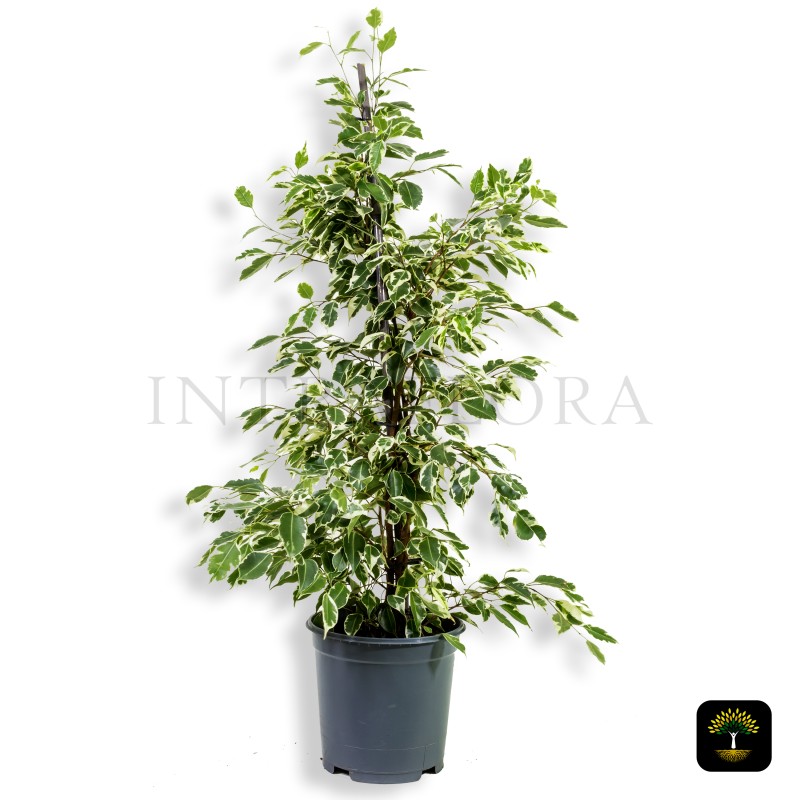 Ficus Benjamina "Twilight"