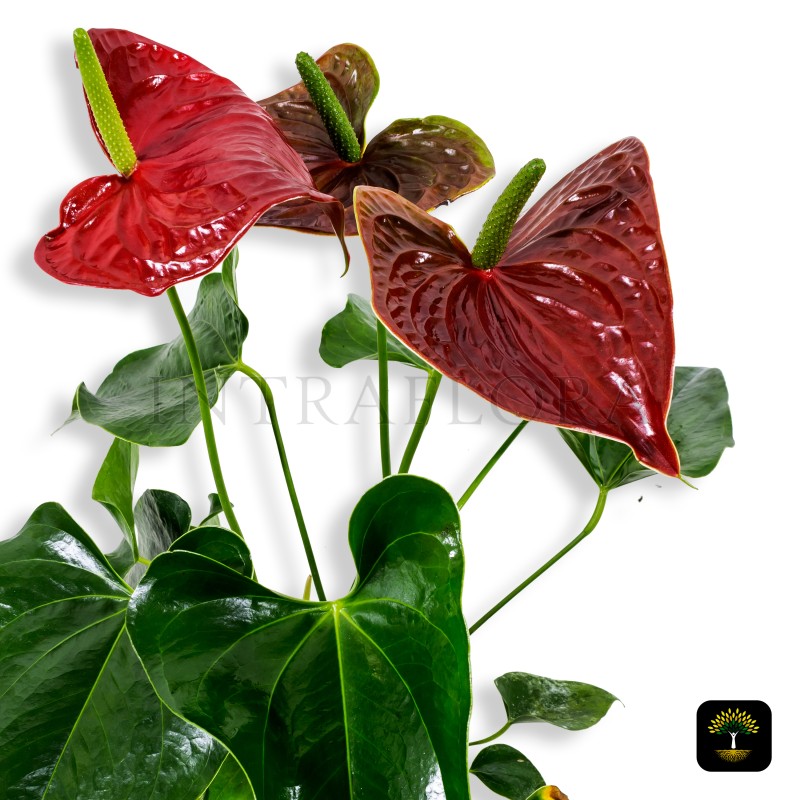 Anthurium Red Flower (Flamingo Lily)