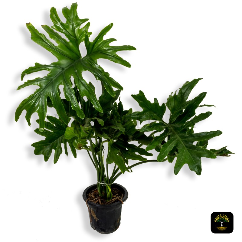Philodendron (Selloum Hope Green) Biggie