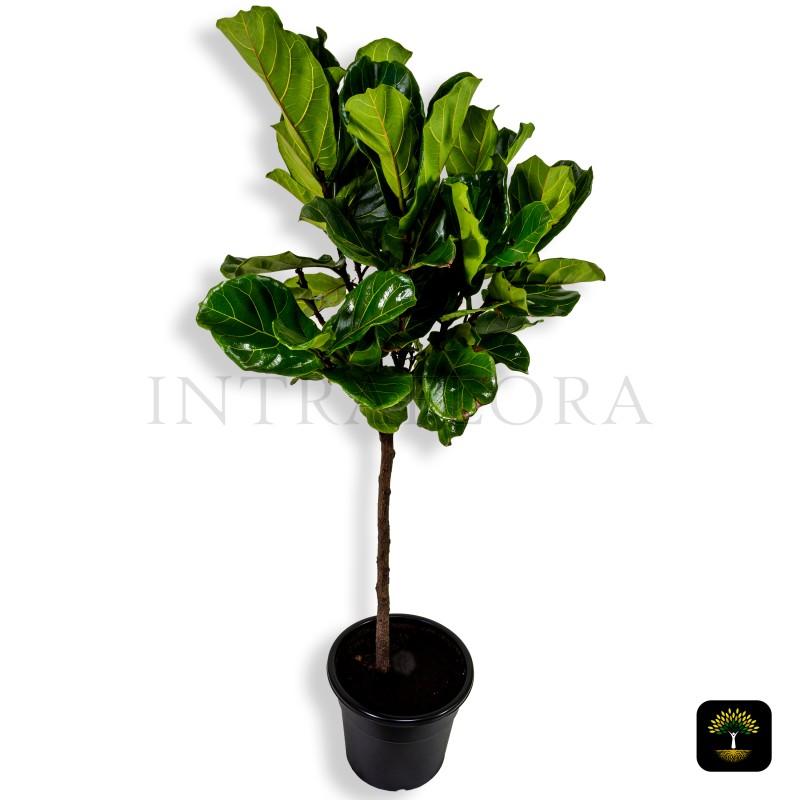 Ficus Lyrata Large