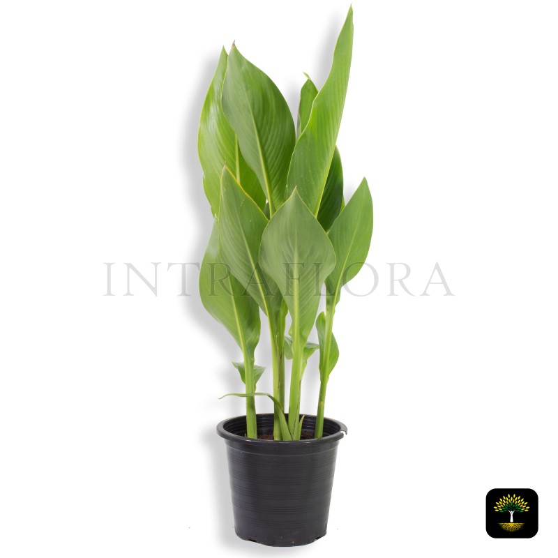 Canna Indica Green