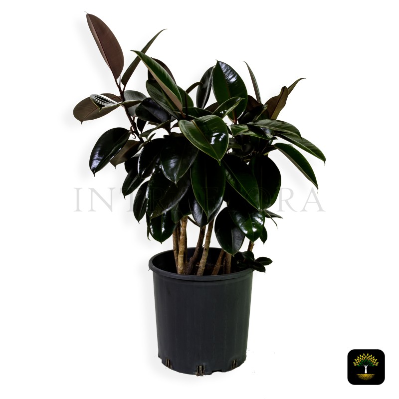 Ficus Elastica (Black Knight) Large