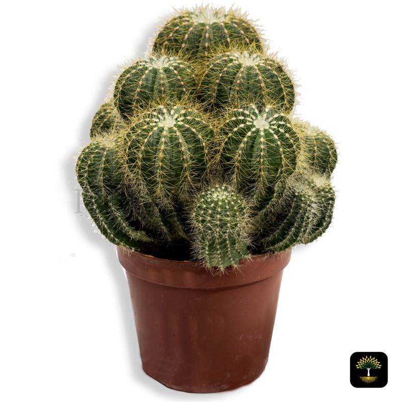 Echinocactus Grusonii Multihead Cactus Small