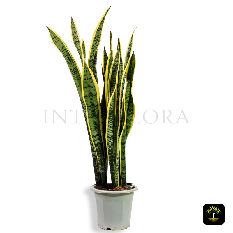 Sansevieria Trifasciata