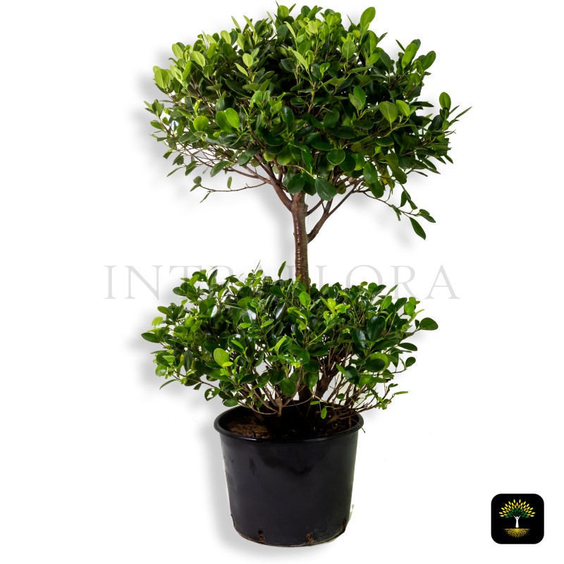 Ficus Panda Two Head