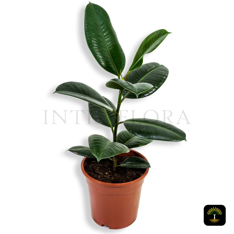 Ficus Robusta (Rubber Plant)