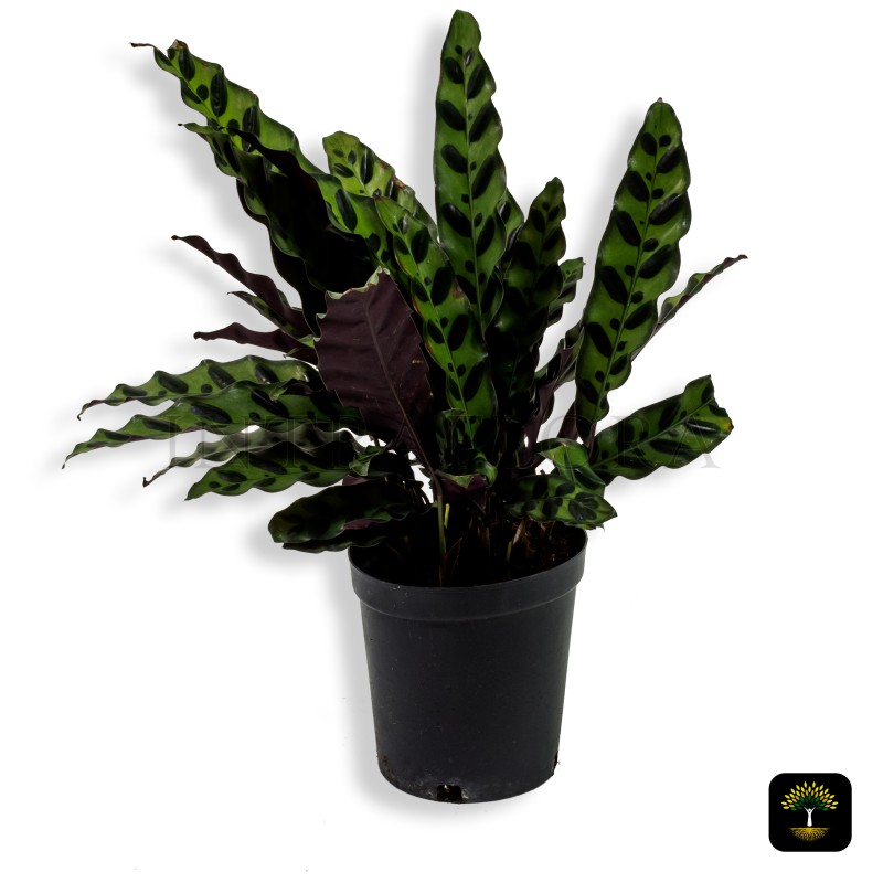 Calathea Lancifolia