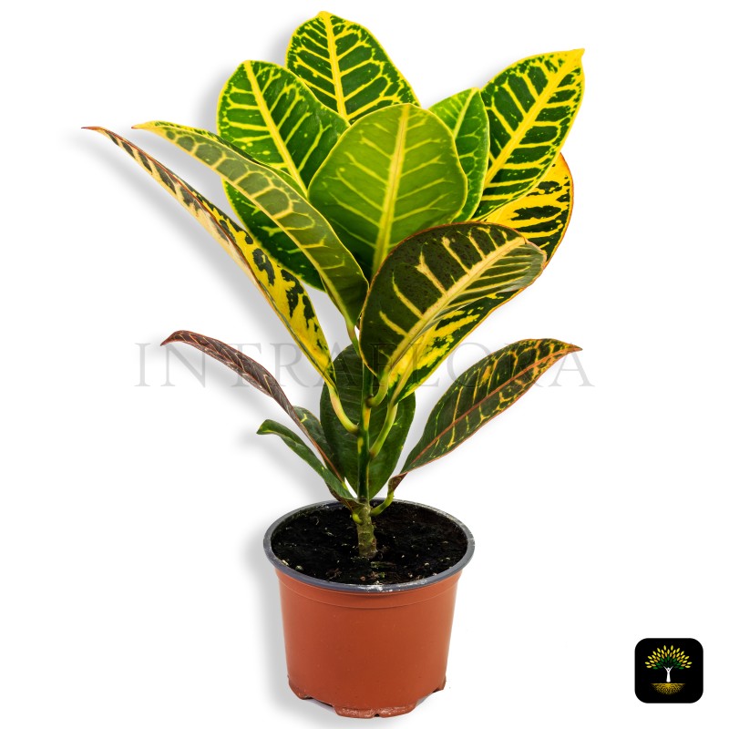 Codiaeum Variegatum Croton