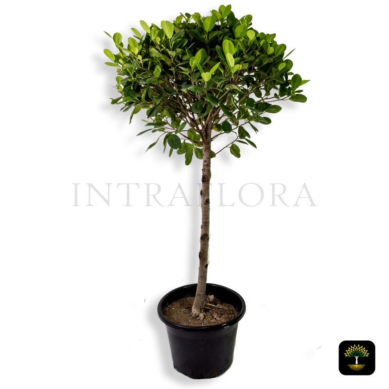 Ficus Panda Single Head