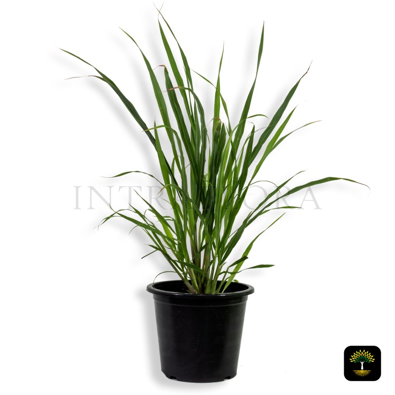 Cymbopogon Citratus (Lemon Grass)