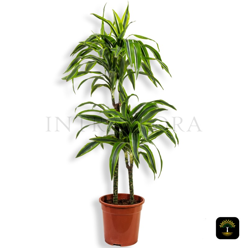 Dracaena Lemon Lime