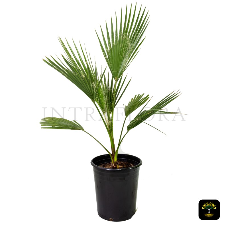 Washingtonia Robusta